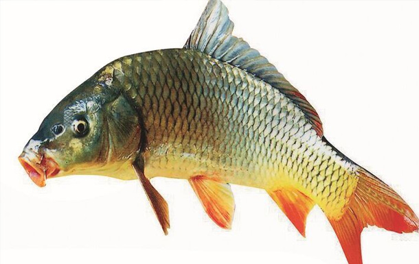 什么餌料香精能讓鯉魚吃得死心塌地？
